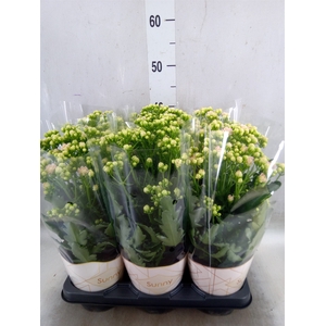 Kalanchoe  'MoreFlow Sunny Pink'