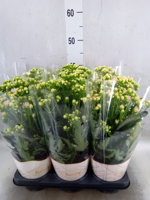 <h4>Kalanchoe  'MoreFlow Sunny Pink'</h4>
