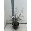 Corokia Cotoneaster