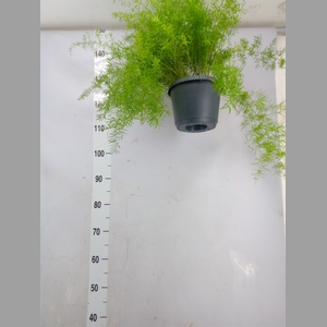Asparagus dens. 'Sprengeri'