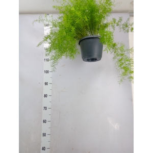 Asparagus dens. 'Sprengeri'