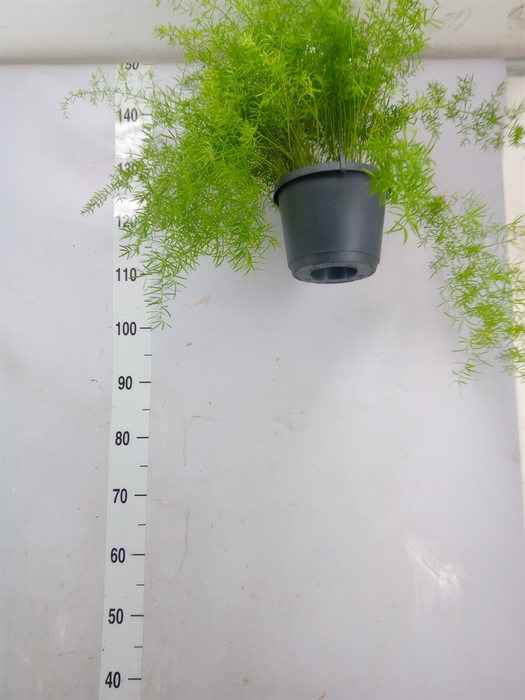 <h4>Asparagus dens. 'Sprengeri'</h4>
