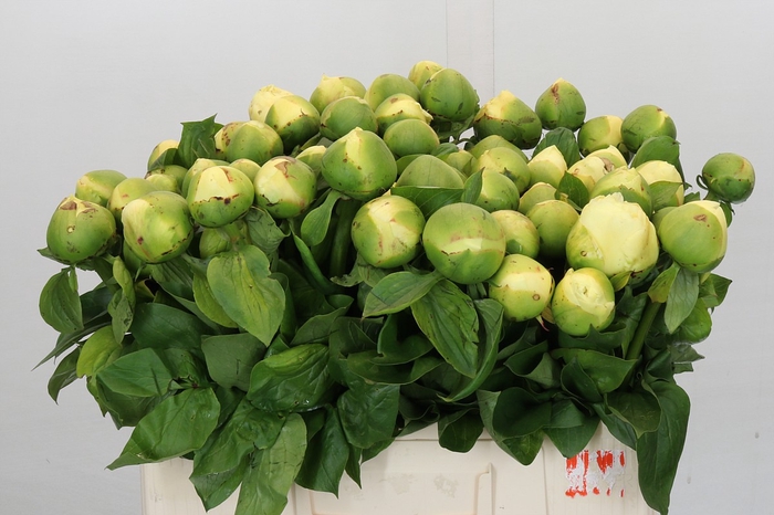 <h4>Paeonia Lemon Chiffon</h4>