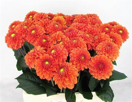 <h4>Dahl Bright Orange</h4>