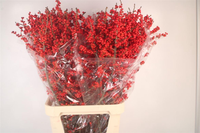 <h4>Ilex Verticilata Red Ex</h4>