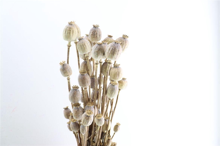 <h4>Dried Papaver Natural Bunch</h4>
