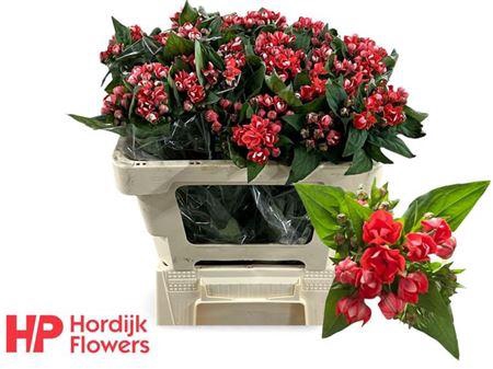 <h4>Bouv Du Coral</h4>