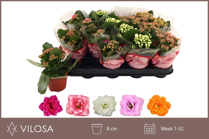 <h4>KAL GE GEM 5 KL</h4>