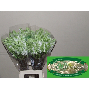 SYR V MME FL STEPMAN