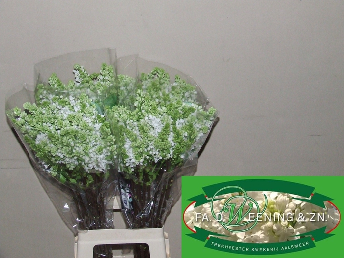 <h4>SYR V MME FL STEPMAN</h4>