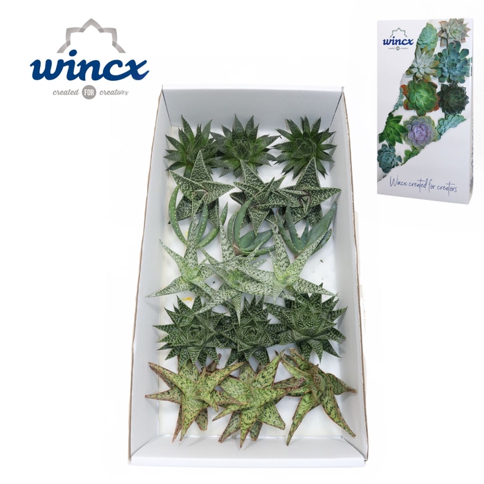 <h4>Aloe Mix (wincx) Cutflower Wincx-8cm</h4>