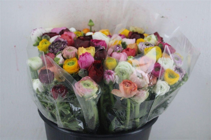 <h4>Ran Elegance Mixed</h4>