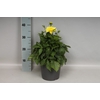 Dahlia 19 cm Yellow