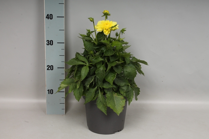 Dahlia 19 cm Yellow