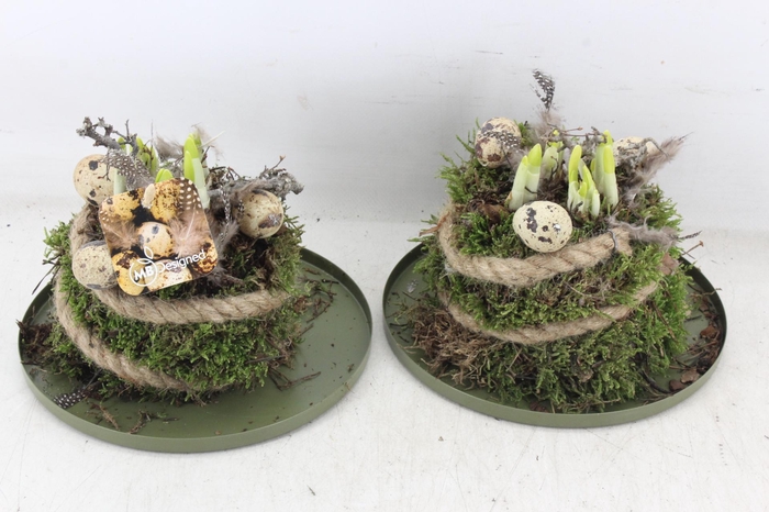 <h4>arr4 Narcis MB - Zink plate mos bol x5</h4>