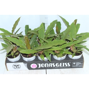 PHILODENDRON RING OF FIRE GREEN P12