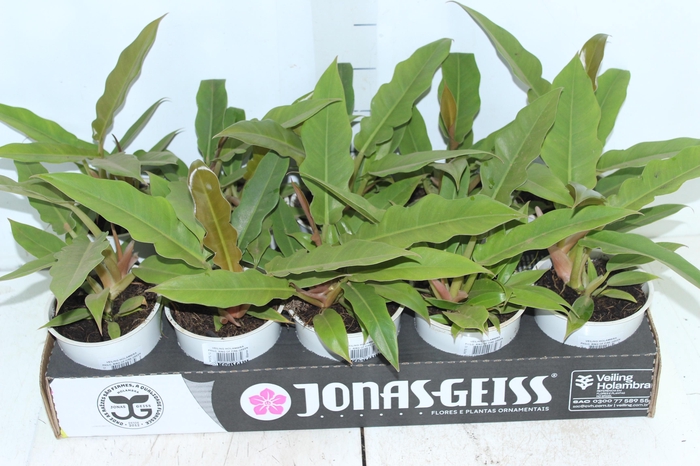 <h4>PHILODENDRON RING OF FIRE GREEN P12</h4>