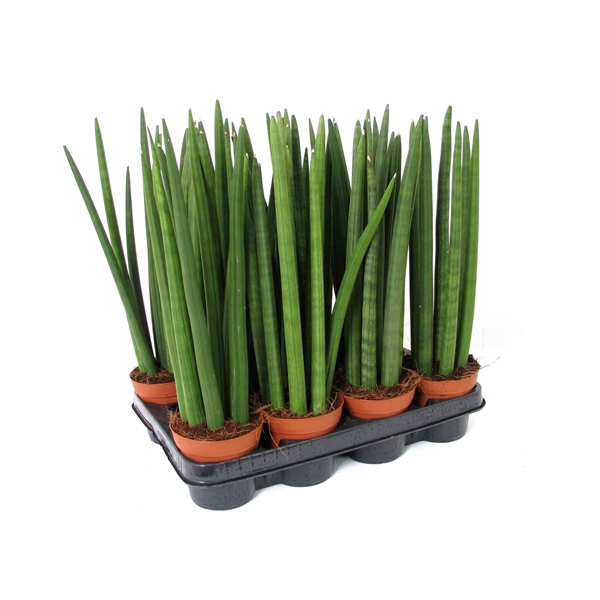 <h4>Sanseveria spaghetti 10,5 cm</h4>