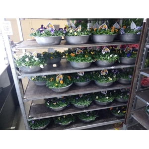 Viola corn.   ...mix