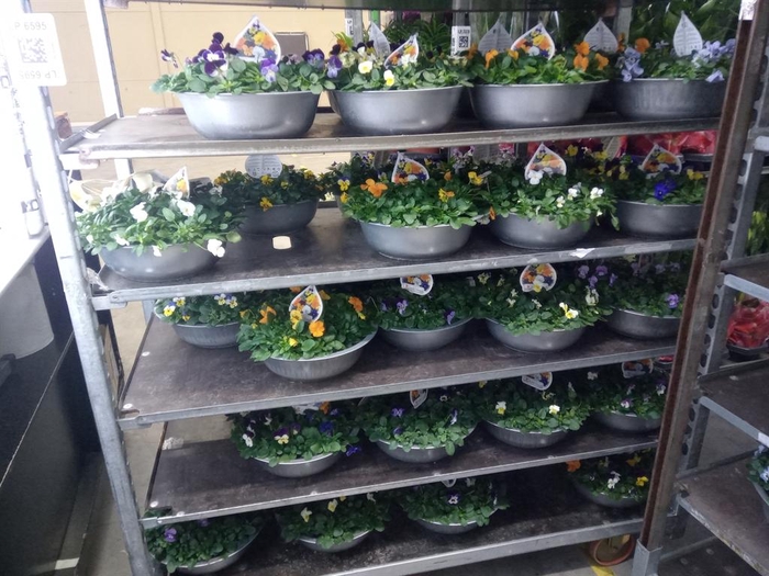 <h4>Viola corn.   ...mix</h4>