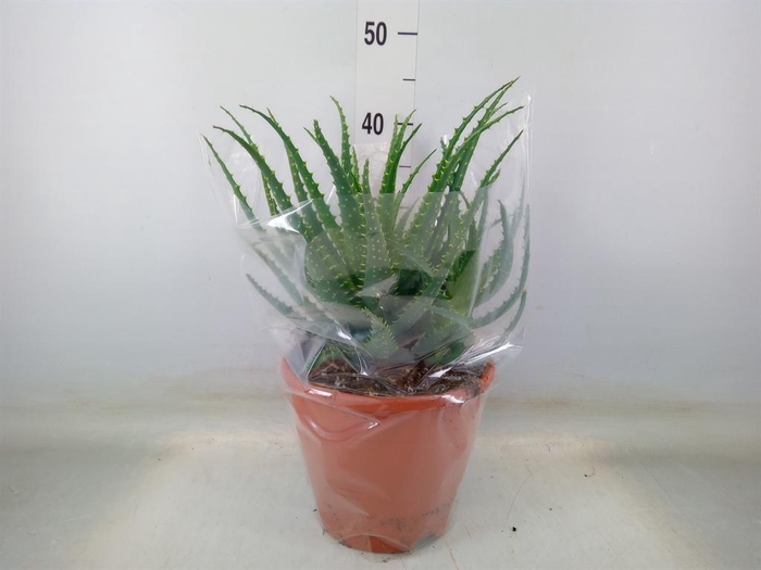 <h4>Aloe arborescens</h4>
