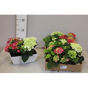 ARR HYDRANGEA