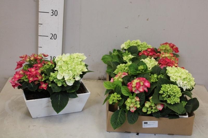 <h4>ARR HYDRANGEA</h4>