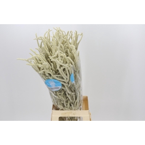 Amaranthus Yearming Desert