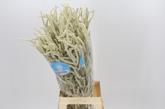 <h4>Amaranthus Yearming Desert</h4>