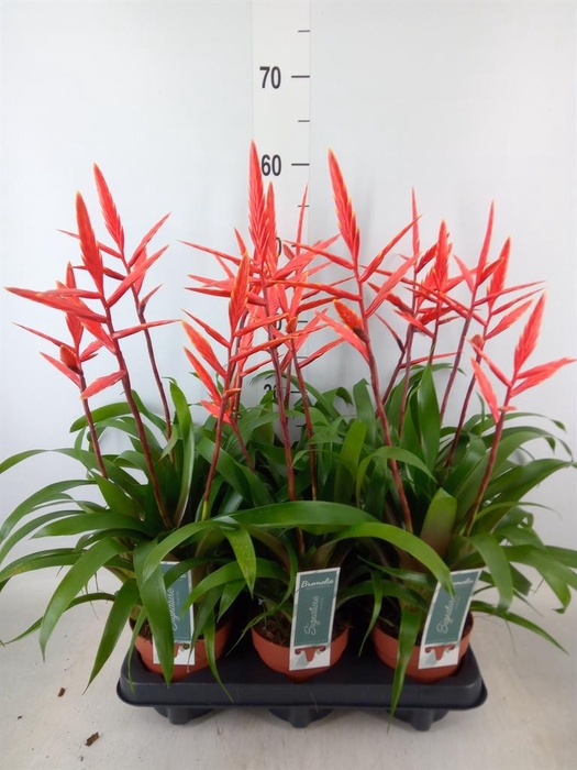 <h4>Vriesea  'Elan'</h4>