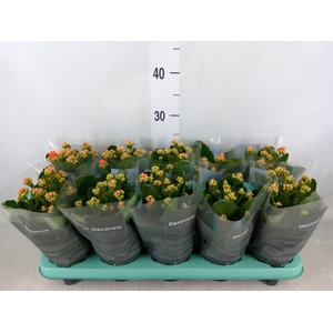 Kalanchoe blos. 'Sumo Orange'