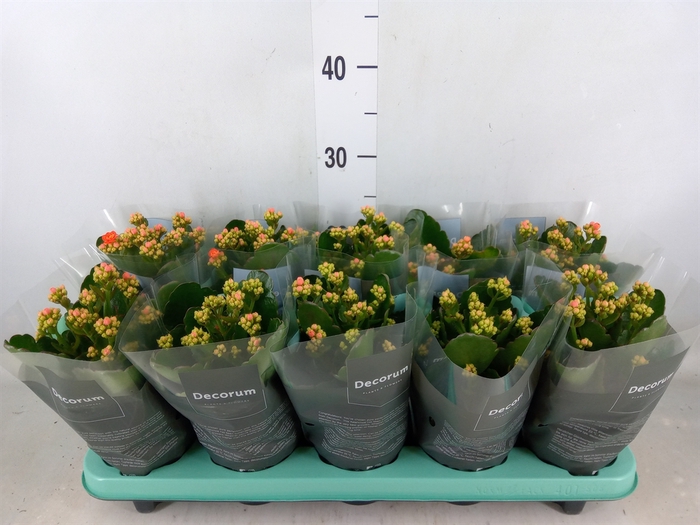 <h4>Kalanchoe blos. 'Sumo Orange'</h4>