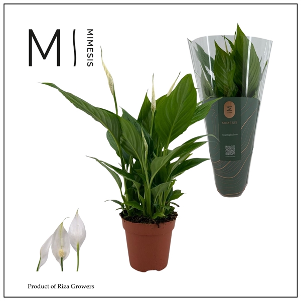<h4>Decorum Spathiphyllum Torelli</h4>