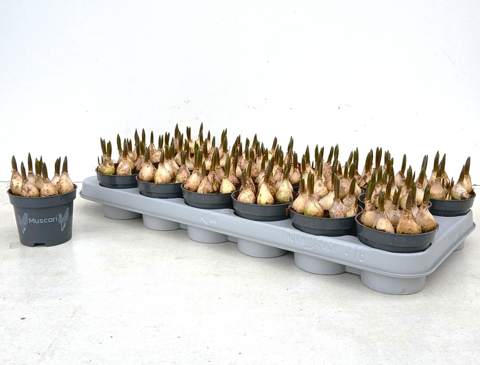 <h4>MUSCAR LINDSAY</h4>