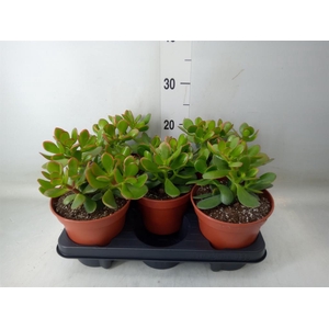 Crassula ovata 'Sunset'