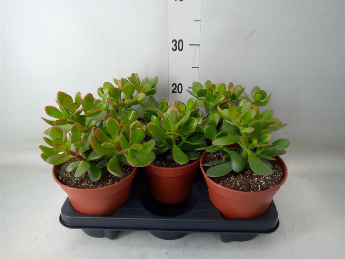 <h4>Crassula ovata 'Sunset'</h4>