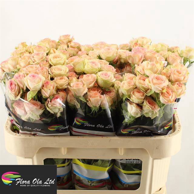 <h4>R Tr Azore Flora Ola</h4>