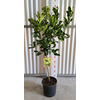 Citrus hystrix
