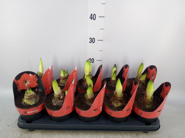 <h4>Hippeastrum GA 'Monaco'</h4>