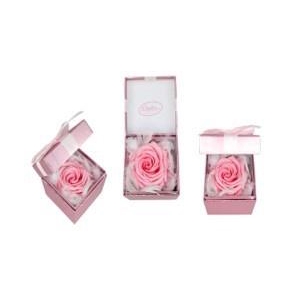 ARR ROSA POT H%