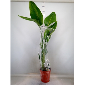 Strelitzia nicolai