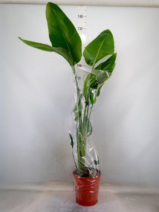 <h4>Strelitzia nicolai</h4>