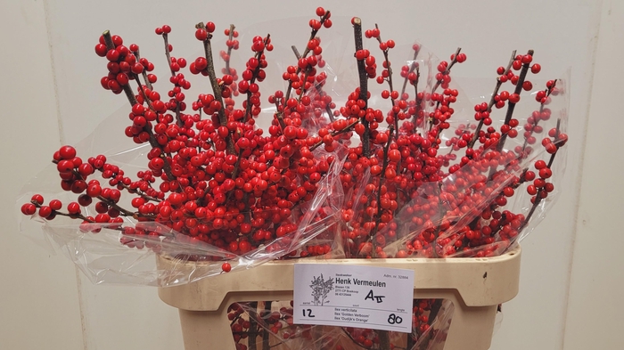 <h4>ILEX VE RODE BES</h4>