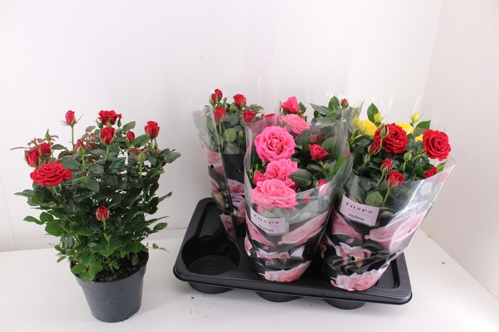 <h4>RO PALACE GEM 3 SRT</h4>