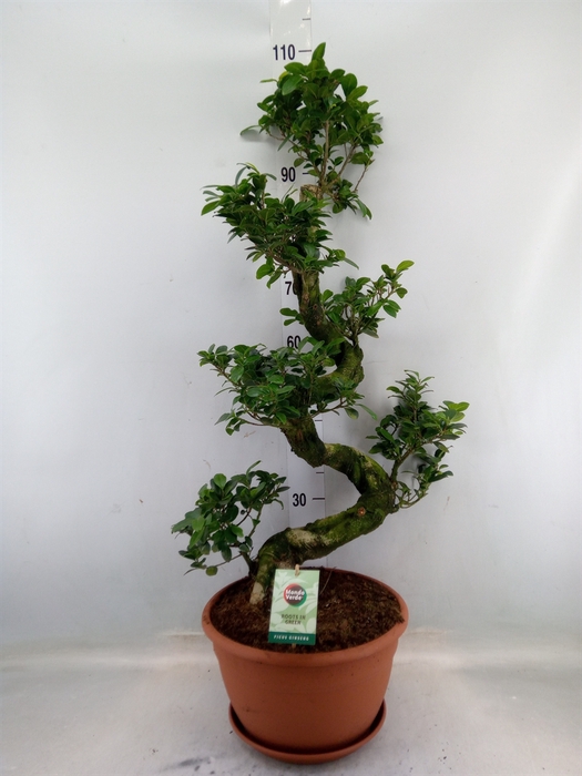 <h4>Ficus microcarpa 'Ginseng'</h4>