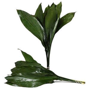 ASPIDISTRA  60 CM GT