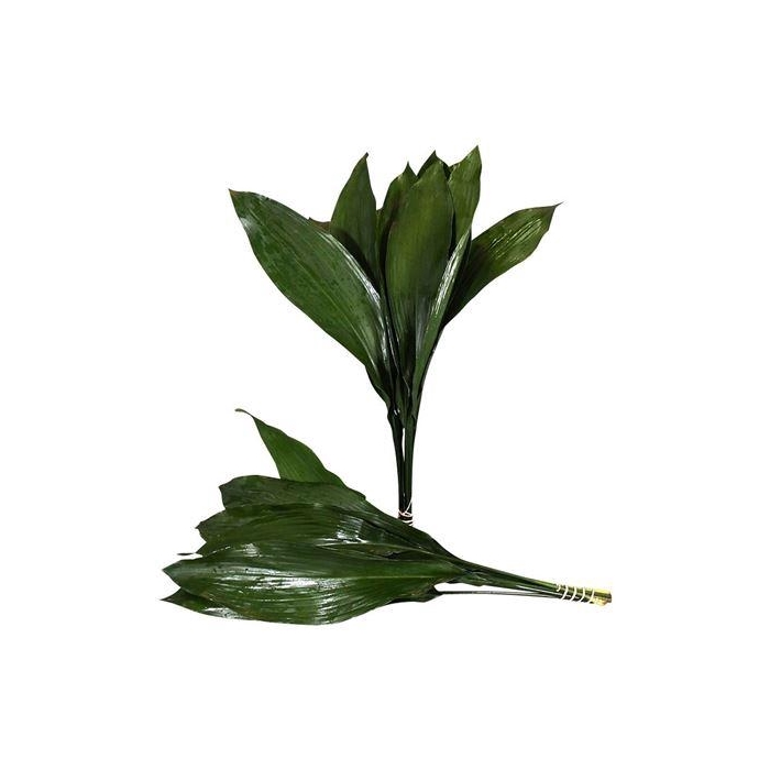 <h4>ASPIDISTRA  60 CM GT</h4>