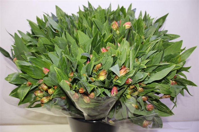 <h4>Alstr Estee</h4>