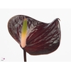 Anthurium Black Love