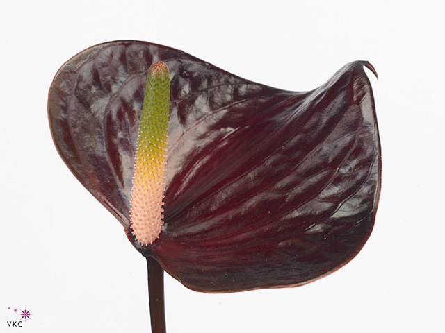 Anthurium Black Love